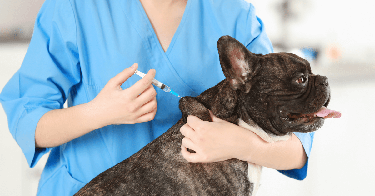 Entenda a importância da vacinação de cachorros